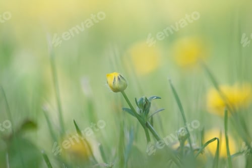 Preview: Buttercup2