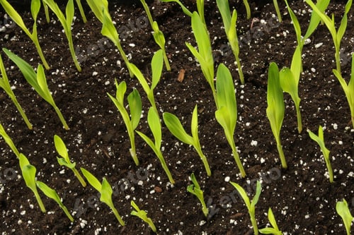 Preview: Sweet corn seedlings
