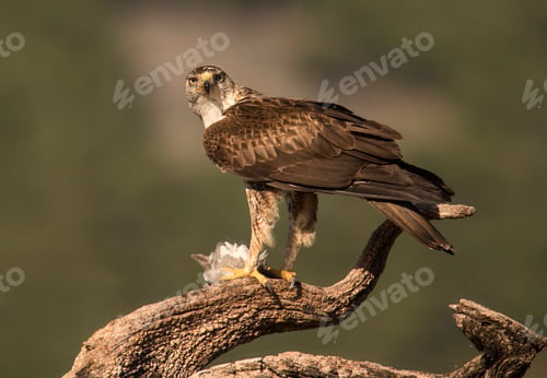 Preview: Furious wild eagle