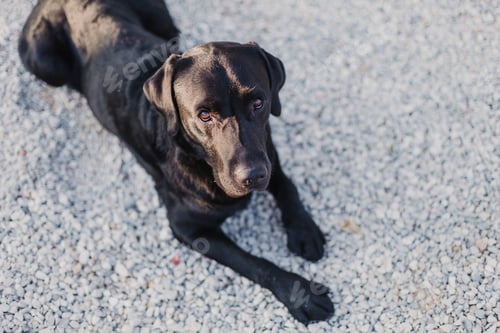 Preview: black labrador sitting on floor and looking at the camera