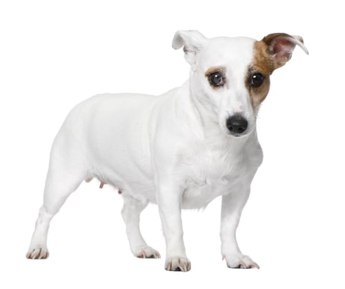 Preview: Jack russell