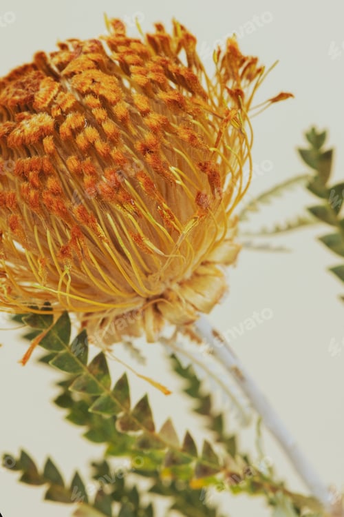 Preview: Orange pincushion protea flower