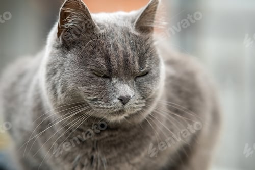 Preview: Closeup portrait of serious grey furry cat.