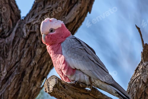 Preview: bird, cockatoo galah, parrot, pet