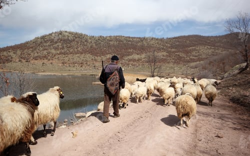 Preview: shepherd and flock of sheep