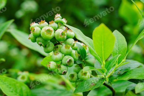 Preview: Unripe Green Blueberries Clustered on the Bush, a Promise of Sweetness in Summer Days