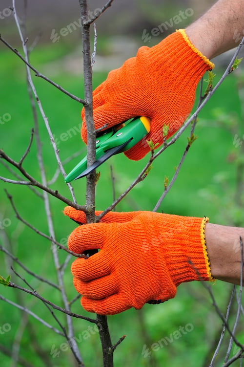 Preview: Hands with gloves of gardener doing maintenance work, pruning th