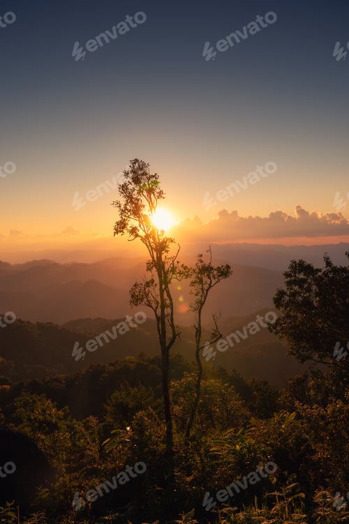 Preview: Sunset shining over mountain with tree branch in tropical rainforest