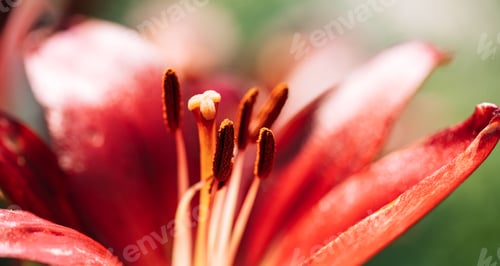 Preview: Background of blooming red lily closeup