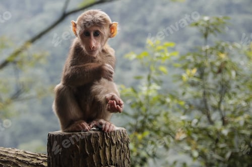 Preview: Portrait of a cute wild baby monkey in China (Tibetan macaque)