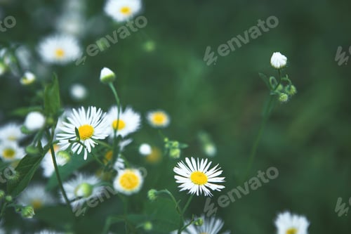 Preview: Summer meadow with chamomile flowers