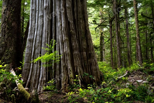 Preview: Carmanah Walbran Provincial Park covered in Western redcedar in Vancouver, Canada