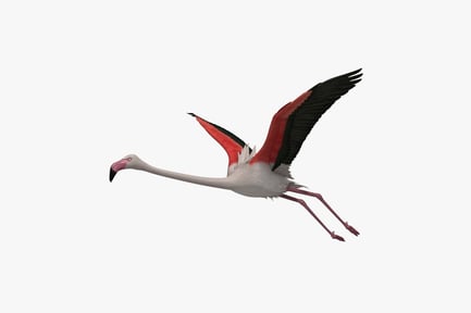 Preview: Greater Flamingo: Phoenicopterus Roseus in Flight