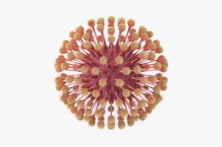 Visualização: Herpes Virion: anatomia microscópica