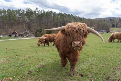 Preview: Closeup of a highland cattle on a farm field under a cloudy sky in Thuringia, Germany
