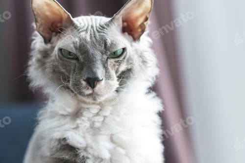 Preview: Portrait of Donskoy Sphynx cat at home