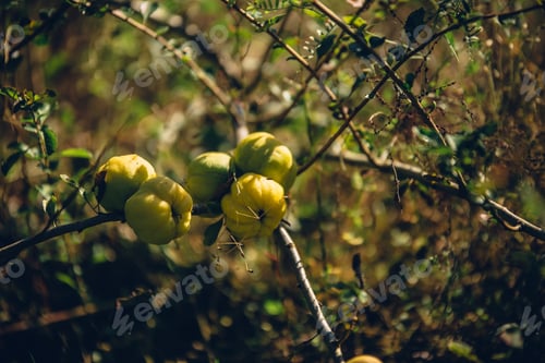 Preview: Closeup of quince fruits on tree branches with blurry background