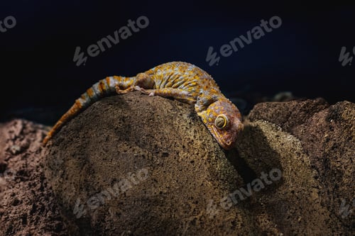 Preview: Tokay Gecko (Gekko gecko) - Lizard