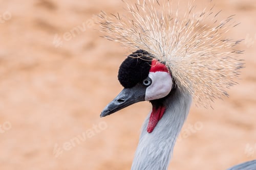 Preview: Side profile of grey crowned crane
