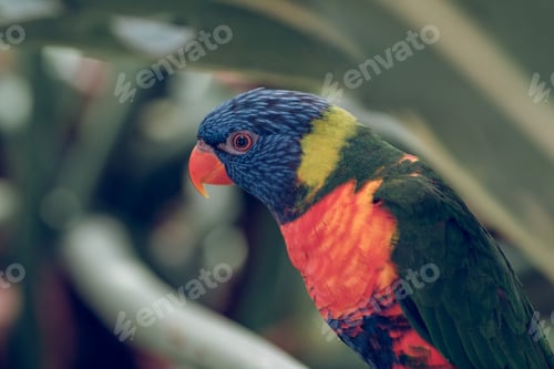 Preview: Colorful parrot near leaves in nature