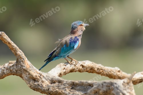 Preview: Indian Roller