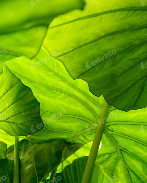 Preview: Taro leaves full frame natural background
