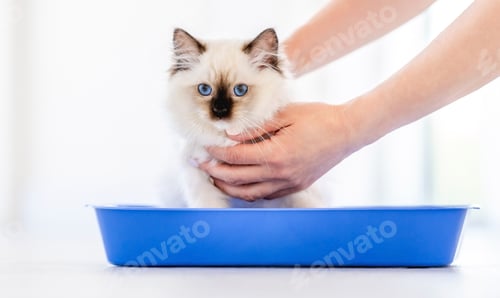 Preview: Ragdoll cat in light room