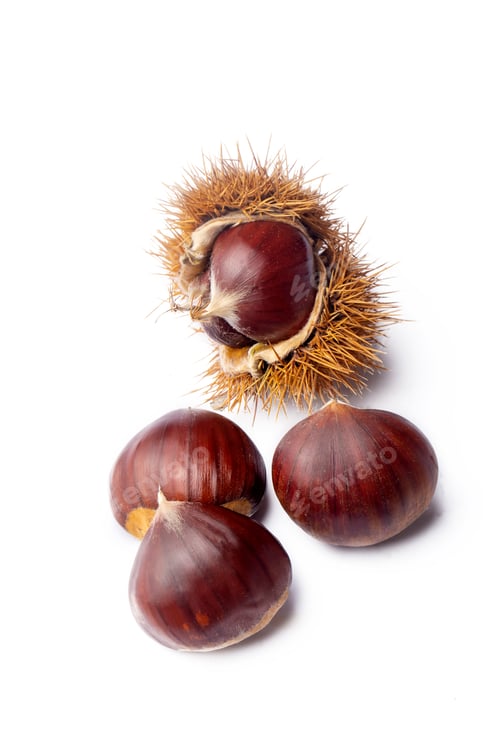Preview: Chestnut on the white background