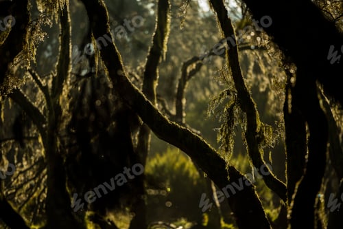 Preview: Giant Heather Forest in Aberdare National Park, Kenya