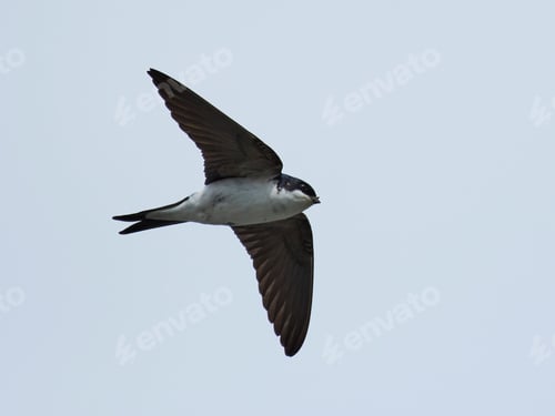 Preview: Common house martin (Delichon urbicum)