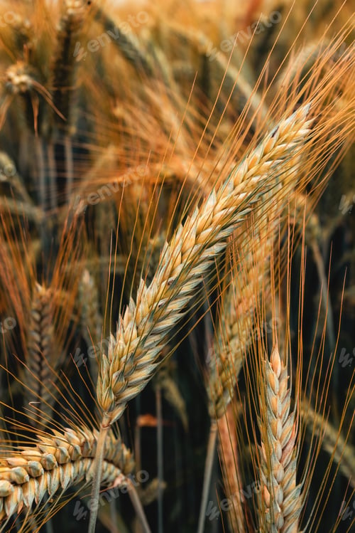 Preview: Rye ears in field, cereal crops ripening in cultivated plantation