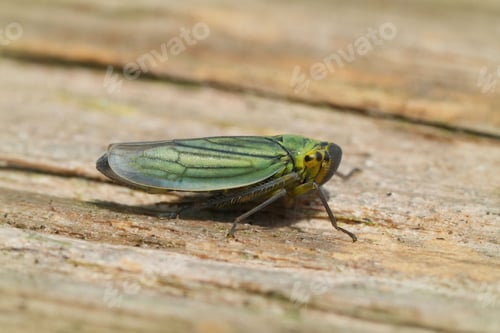 Preview: Closeup on a Green Leafhopper, Cicadella viridis, warming up on a piece of wood
