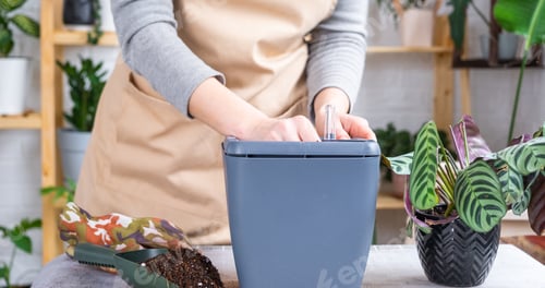 Preview: Pot for plants with automatic watering, transplanting Calathea into a double pot, watering from a wa