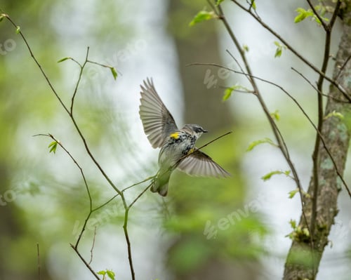 Preview: Selective focus shot of a myrtle warbler bird in flight near a branch