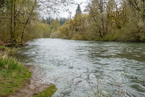 Preview: A View Of The Green River At Flaming Geyser State Park In Washington State. It Is Spring.