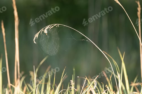 Preview: Spider Web On Dry Grass