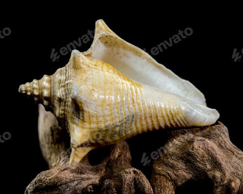 Preview: Strombus pugilis Shell on Driftwood with Black Background