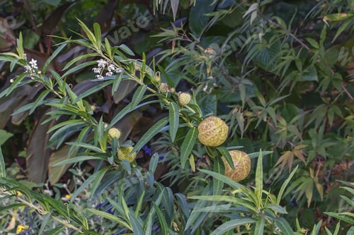 Preview: Balloonplant (Gomphocarpus Physocarpus). Called Balloon Cotton-Bush, Bishop'S Ball, Nailhead And