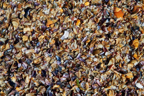 Preview: Texture of brown small shell. Small seashells background, Template. Soft focus