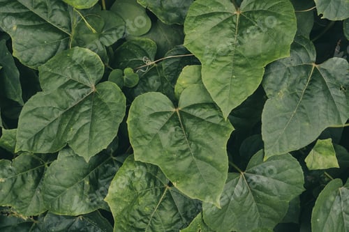 Preview: Beautiful green leaves background. Natural creative layout for wallpaper