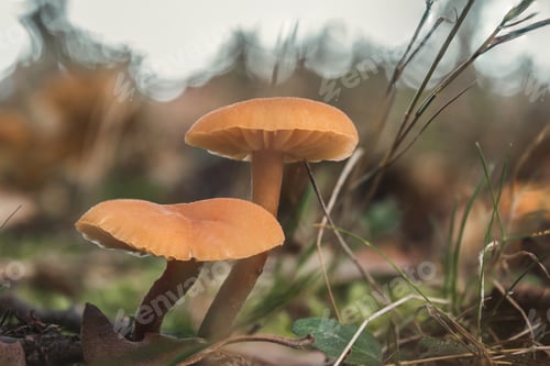 Preview: Closeup shot of two laccaria proxima - Scurfy deciever edible wild mushrooms