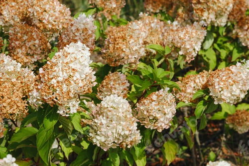 Preview: Panicle hydrangea blooms, creamy white turning to soft brown, green leaves, summer garden