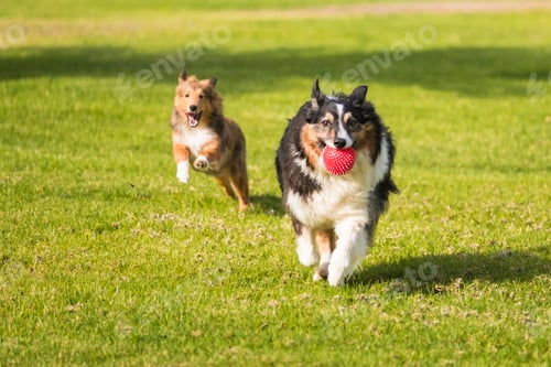Preview: Couple of shetland dog playing together in friendship running with a red ball on a green meadow
