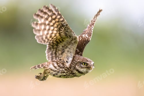 Preview: Little Owl flying on blurred background