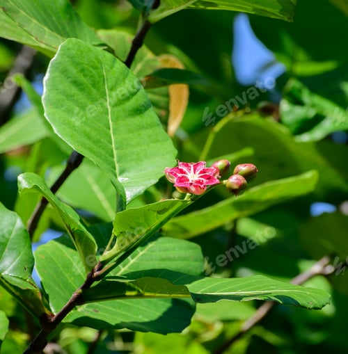 Preview: Para (Dillenia suffruticosa) plant, invasive evergreen shrub growing in wetlands in Sri Lanka.