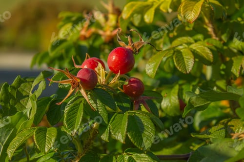 Preview: Closeup Rose Hips on a green leaves background.