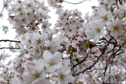 Vorschau: Weiße Kirschblüten