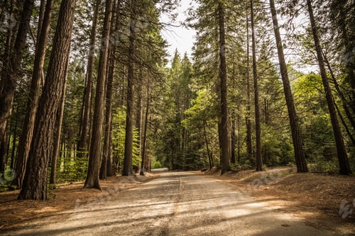Preview: Tree Lined