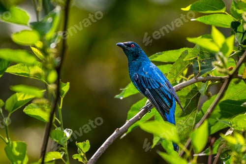 Preview: Asian fairy-bluebird perched on a tree branch. Thattekad, Kerala, India