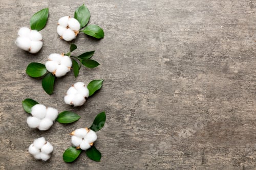 Preview: Autumn Floral Flat lay background composition. Dried white fluffy cotton flower branch